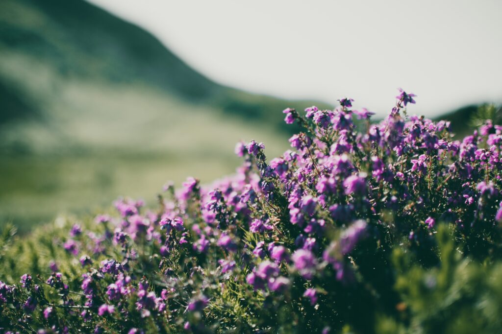 Lægeblomster prøveindlæg