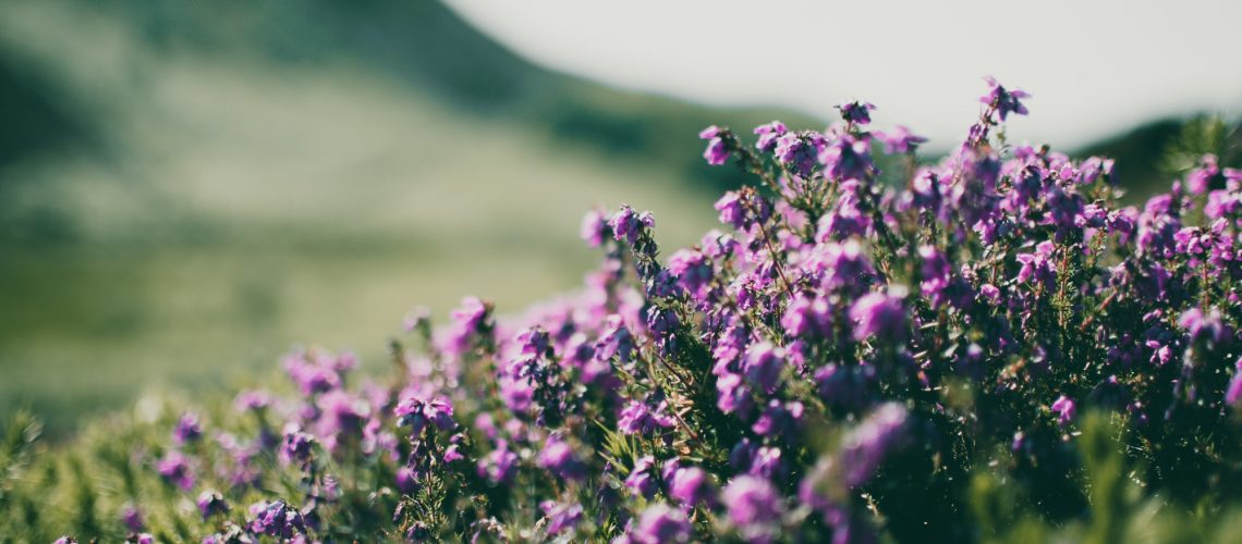 Lægeblomster prøveindlæg